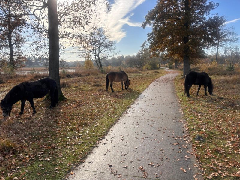 Arjen Kwint Aikingerzand marathon 4